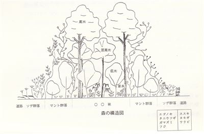 森の構造図